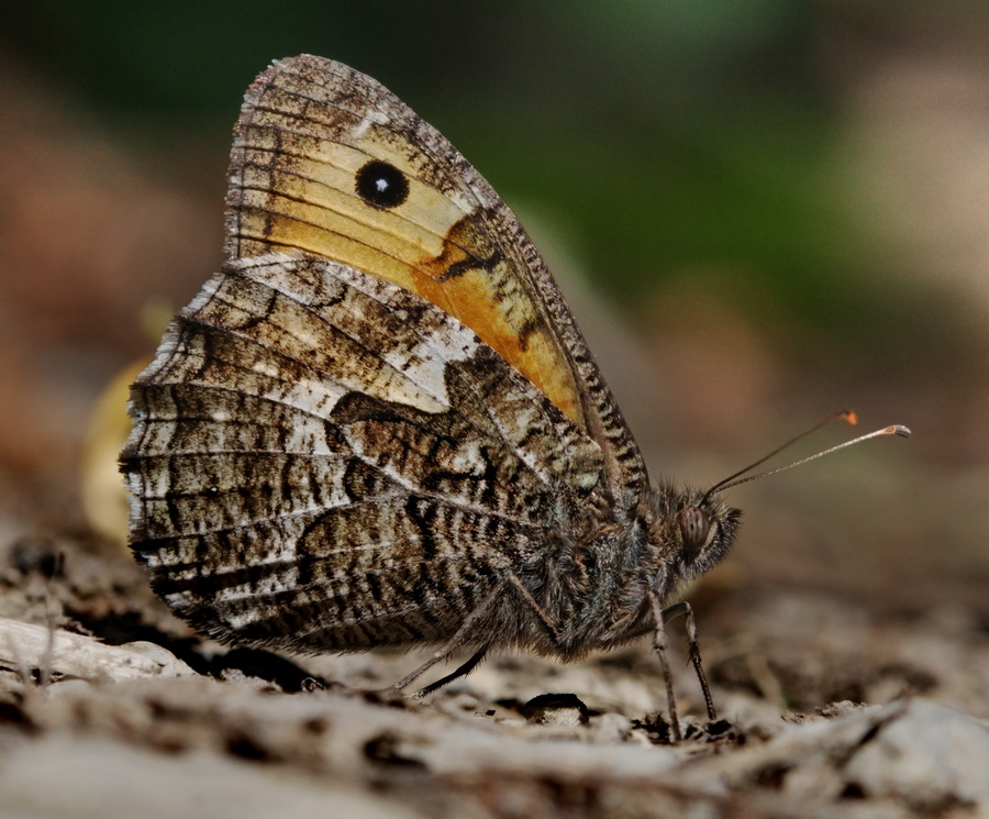 Nymphalidae Satyrinae da determinare